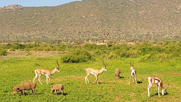 Gazelles and warthogs in Samburu National Reserve, Kenya.